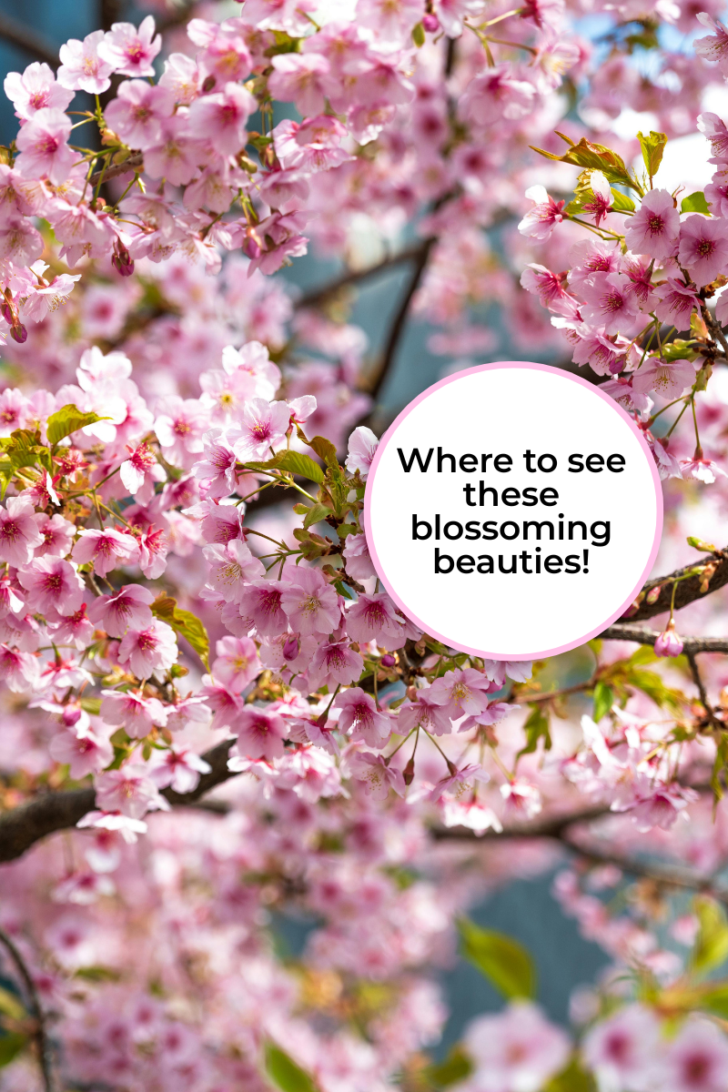 Closeup view of cherry blossom branches in bloom.